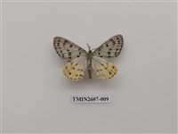 藏品(尺蛾123)的圖片